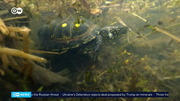 Saving Beavers and Pond Turtles : DW : February 16, 2025 1:02am-1:31am CET