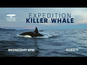 PBS News Hour : KQED : February 11, 2025 3:00pm-4:01pm PST