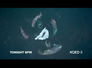 BBC News America : KQED : February 12, 2025 5:30pm-6:01pm PST